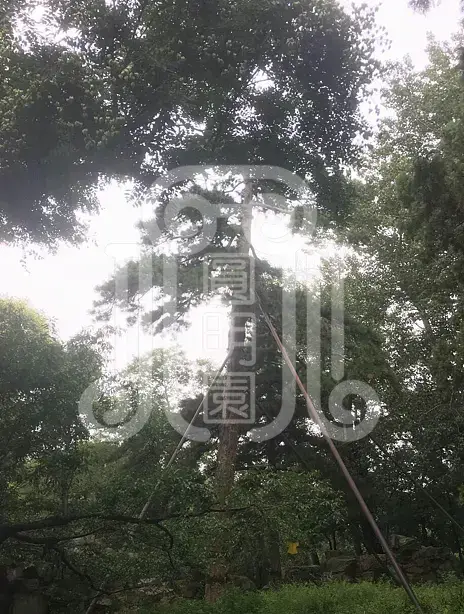 颐和园绮望轩遗址植物景观分析与修复初步研究梦回圆明园 颐和园绮望轩遗址植物景观分析与修复初步研究-梦回圆明园