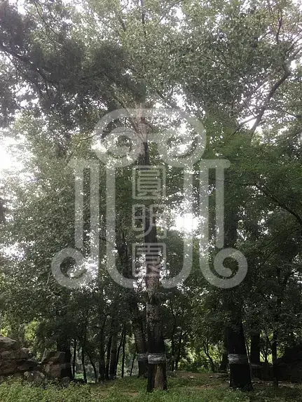 颐和园绮望轩遗址植物景观分析与修复初步研究梦回圆明园 颐和园绮望轩遗址植物景观分析与修复初步研究-梦回圆明园