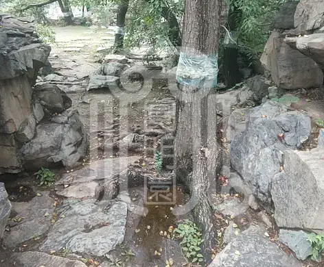 颐和园绮望轩遗址植物景观分析与修复初步研究梦回圆明园 颐和园绮望轩遗址植物景观分析与修复初步研究-梦回圆明园