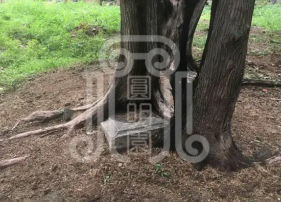 颐和园绮望轩遗址植物景观分析与修复初步研究梦回圆明园 颐和园绮望轩遗址植物景观分析与修复初步研究-梦回圆明园