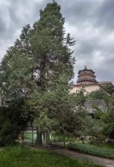 基于样式雷图档的颐和园植物景观研究梦回圆明园